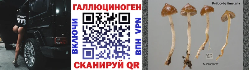 Псилоцибиновые грибы Cubensis  гидра маркетплейс  Брянск 